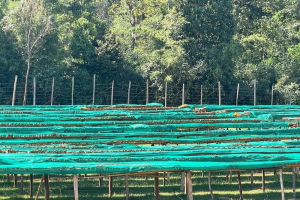 烈日下踩着滚烫柏油路进屋，随手撕包挂耳调控冰融水喝出冰爽甘甜