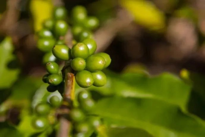 喜欢厚实糖浆还是清爽茶感？这样挑豆冲煮，舌尖触感大不同