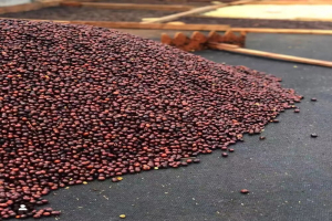 卡杜拉Caturra和卡杜艾Catuai咖啡豆都是阿拉比卡种吗？两者的风味特点区别分别是什么？