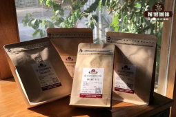 烘焙咖啡豆品牌｜初学者入门买的咖啡豆还是咖啡粉？资深咖啡爱好者选择的咖啡品牌有哪些推荐