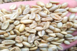 摩卡壶配什么口粮豆：黑咖啡与奶咖选豆指南