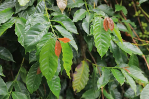 SOE用深烘还是浅烘：黑咖啡与奶咖选豆指南