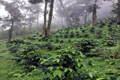 百元内到进阶档，油脂丰厚咖啡豆能买到什么