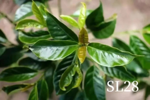 家用意式机选豆指南：黑咖啡与奶咖这样挑