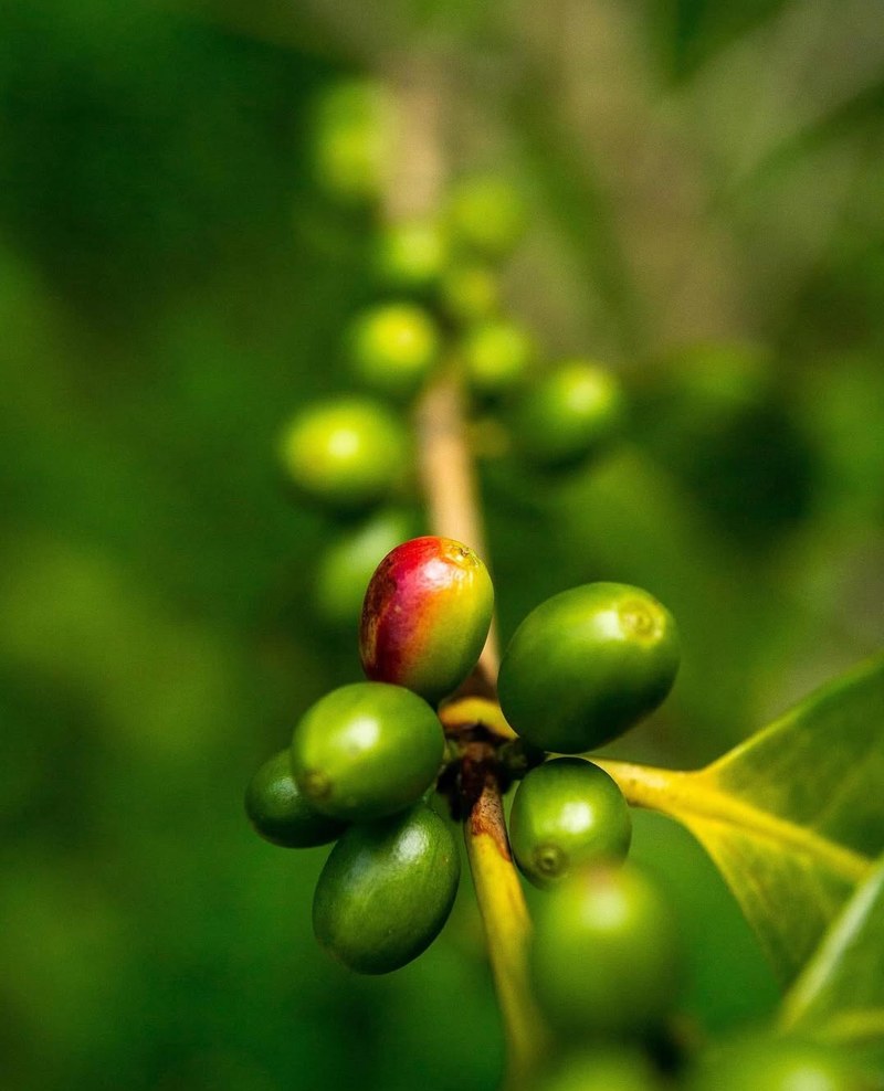 喜欢厚实包裹感还是轻盈茶感？咖啡体脂感全解析